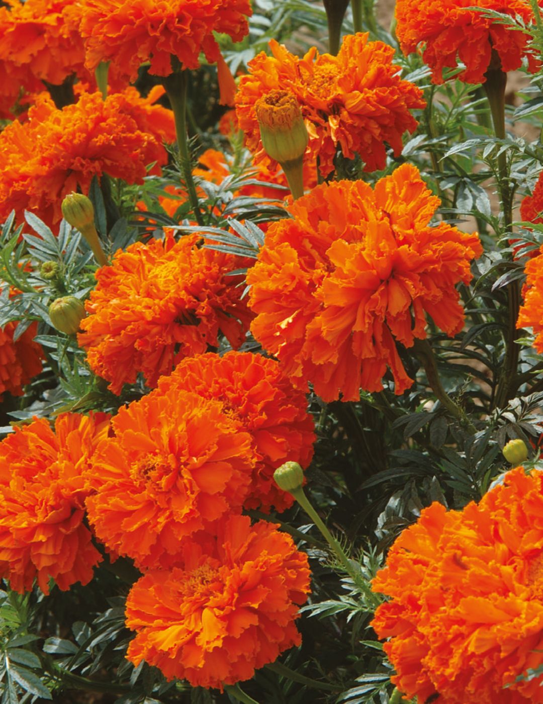 Marigold Kees' Orange