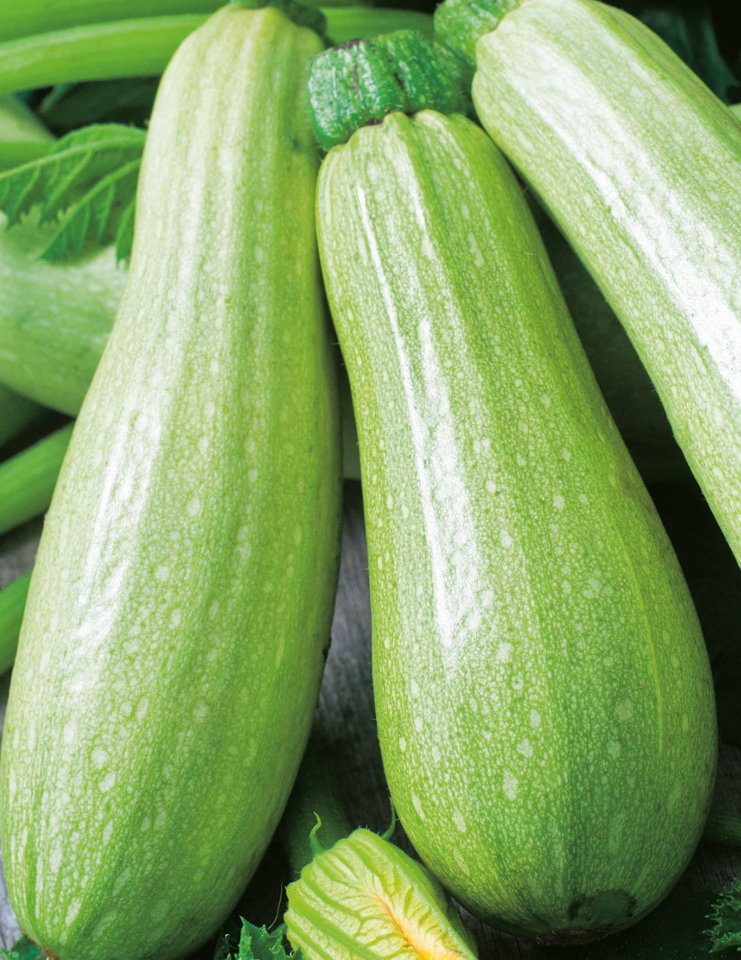 Lebanese Zucchini Seeds