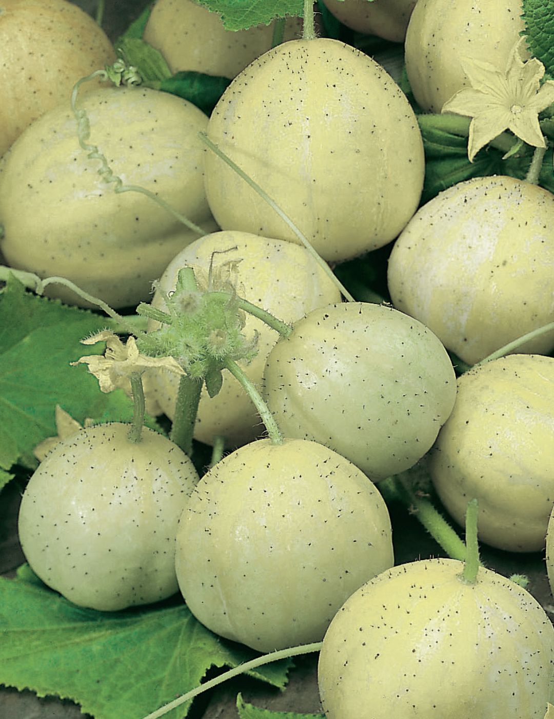 Crystal Apple Cucumber Seeds