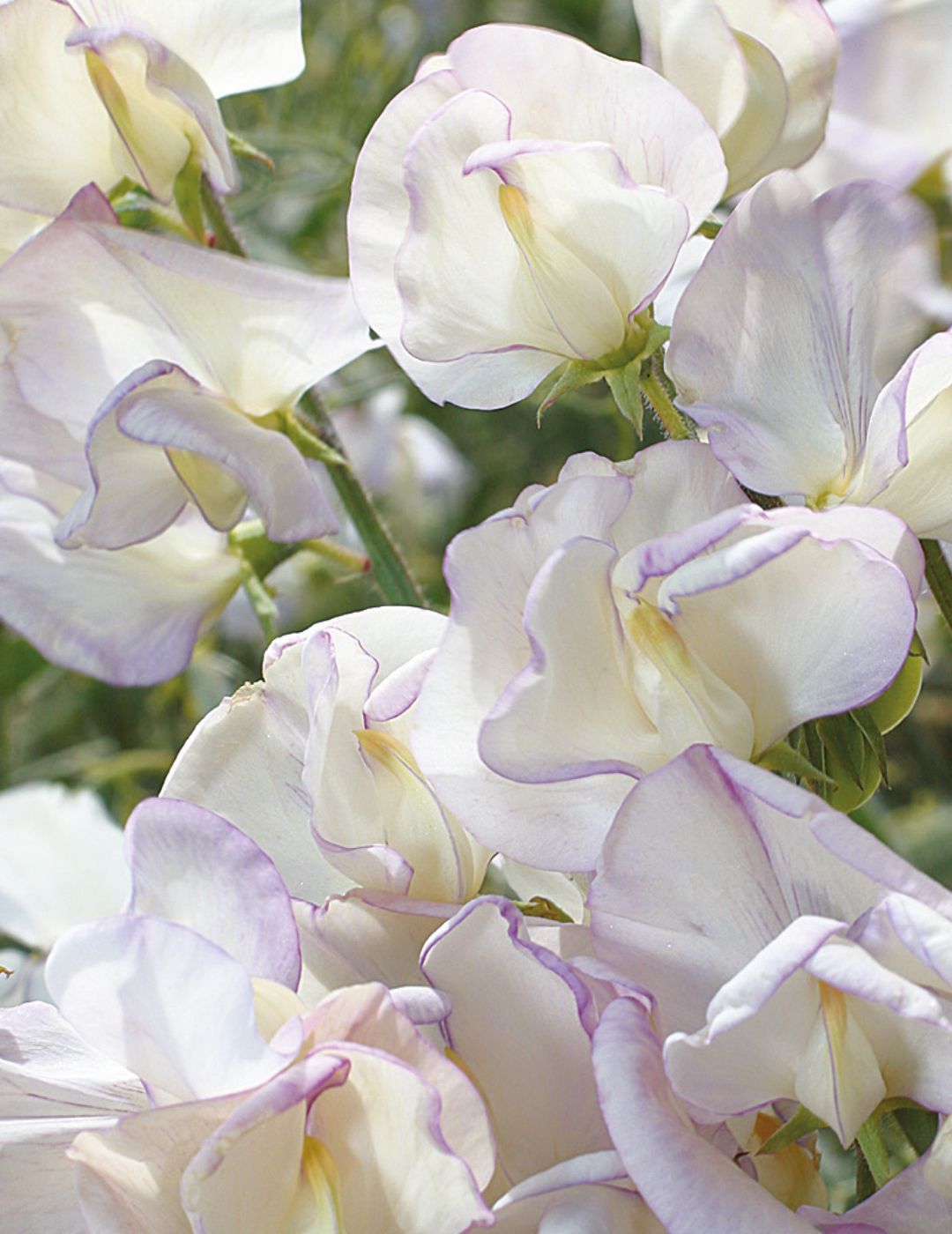 Sweet Pea Hi Scent