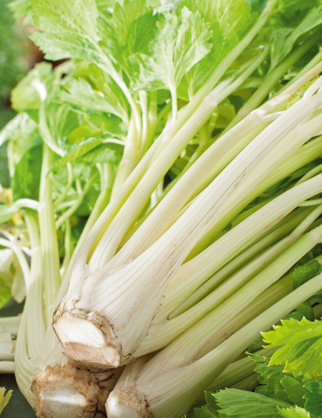 Celery Golden Self Blanching