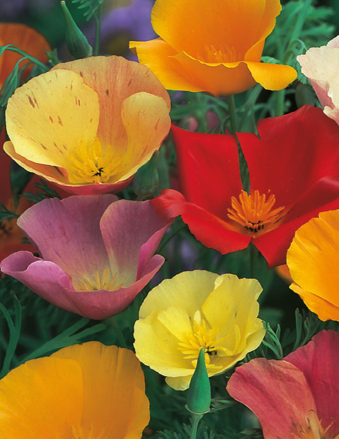 Californian Poppy Single Mixed Seeds