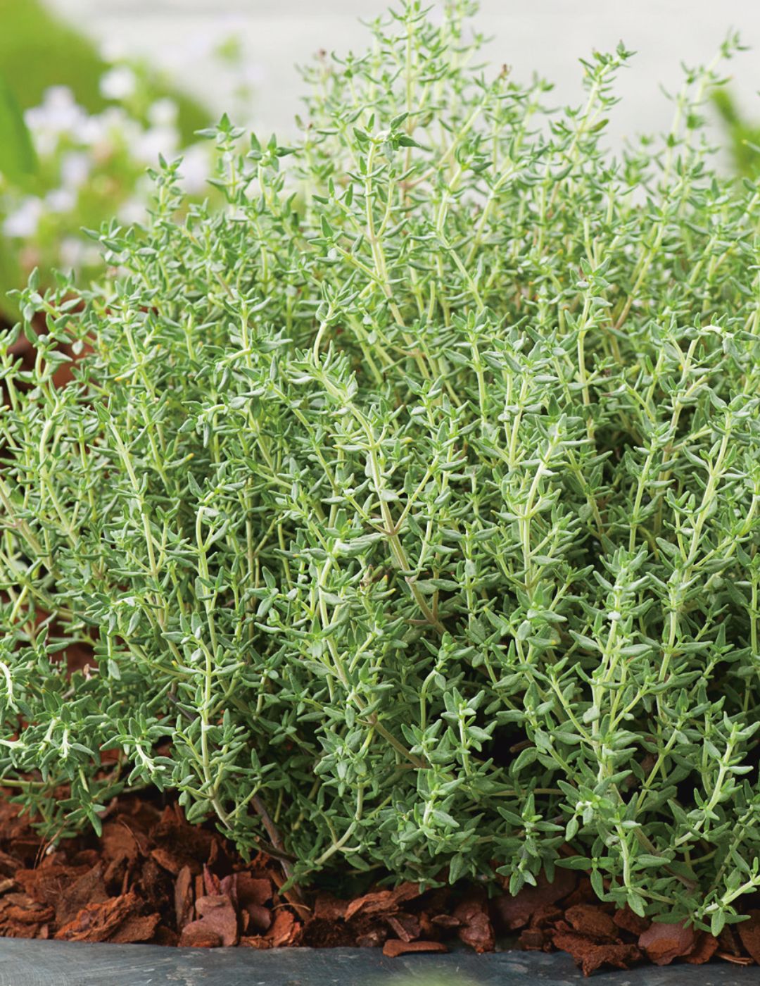 Thyme Seeds