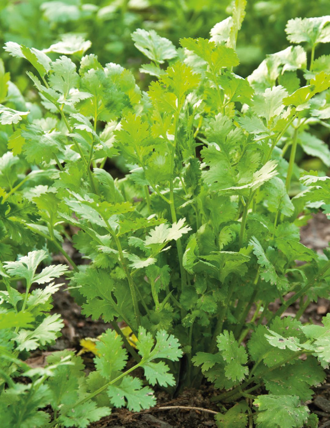 Coriander Seeds