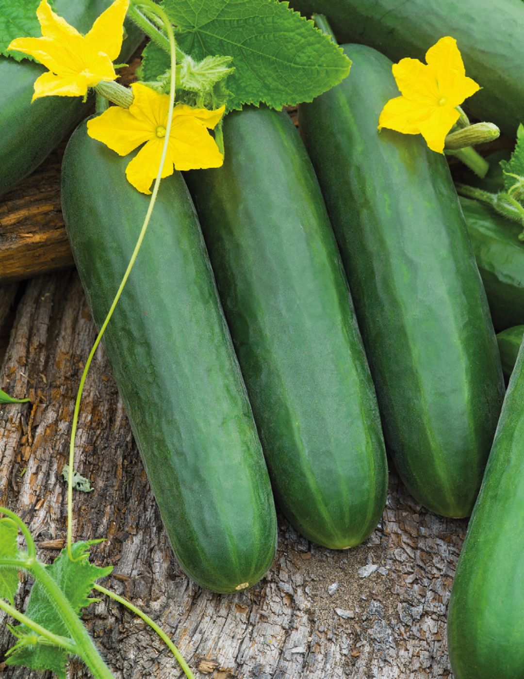 Cucumber Lebanese