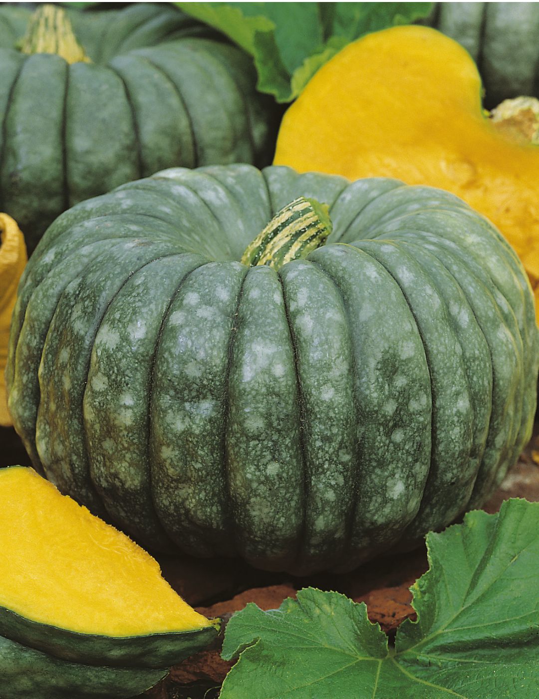 Queensland Blue Pumpkin Seeds