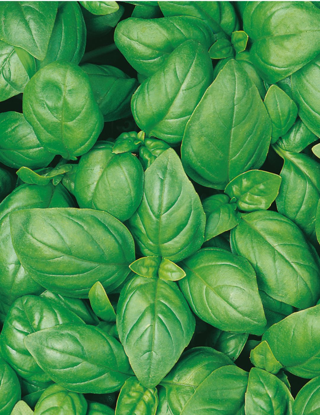 Basil Sweet Genovese