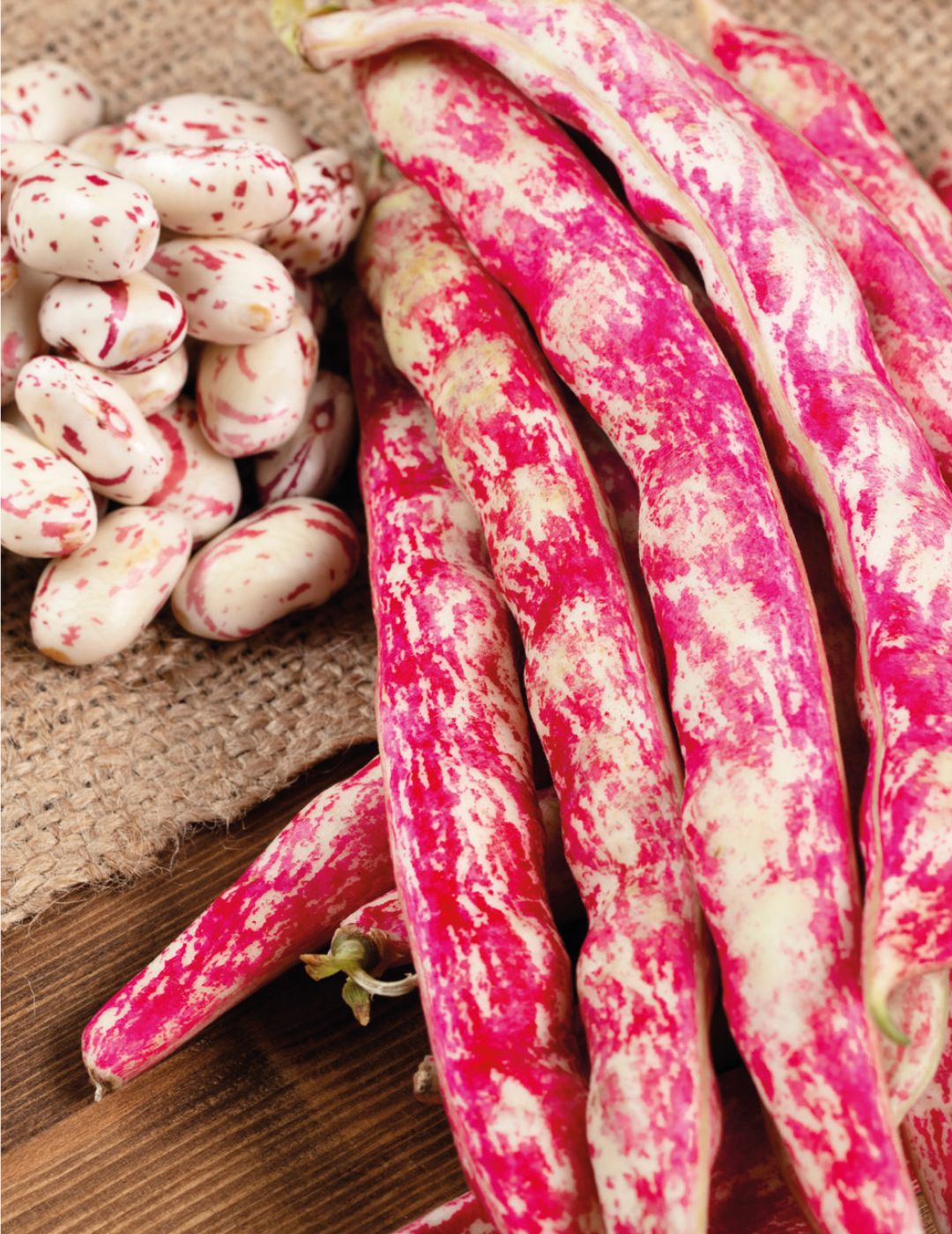 Bean, Dwarf Borlotti