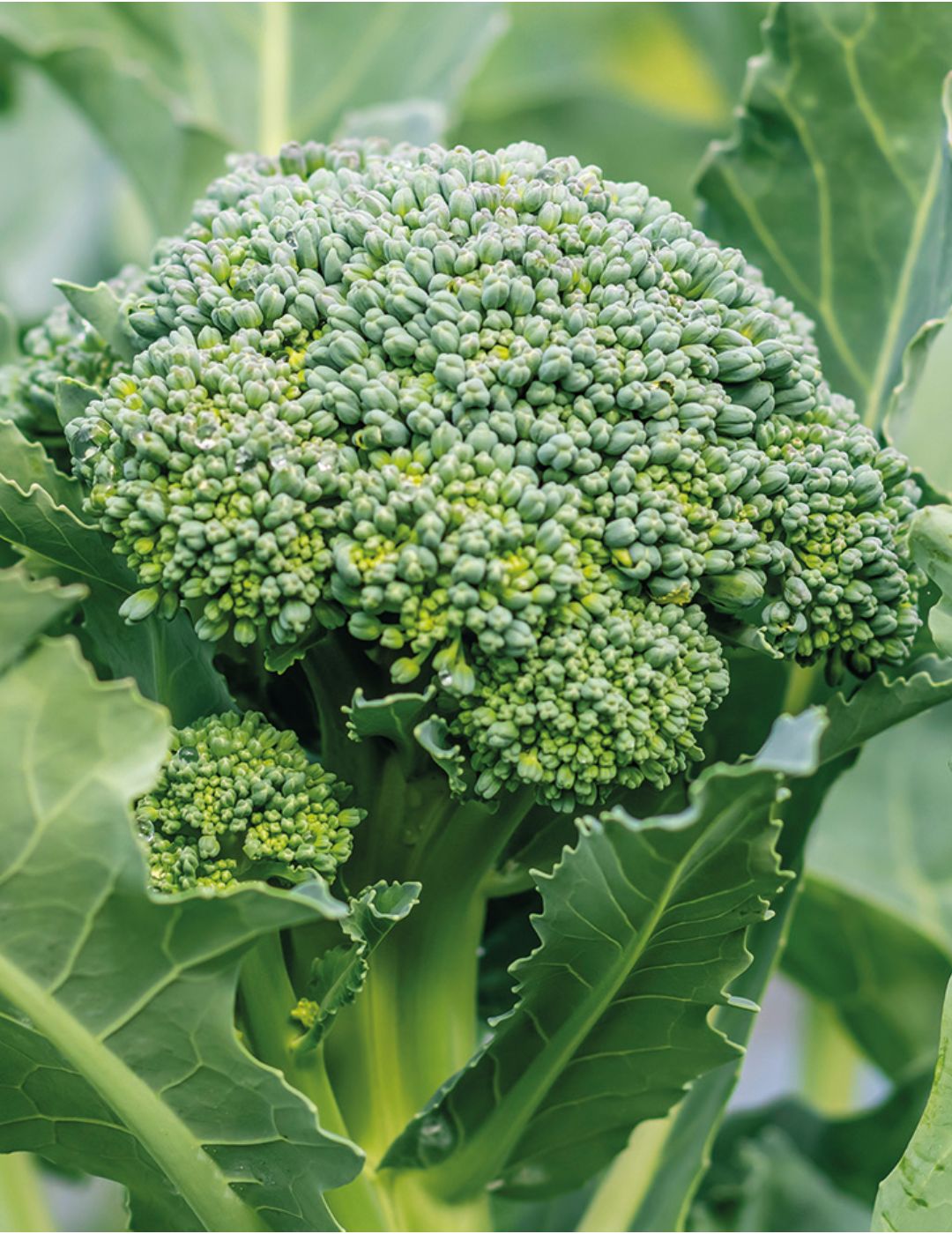 Broccoli Zen F1