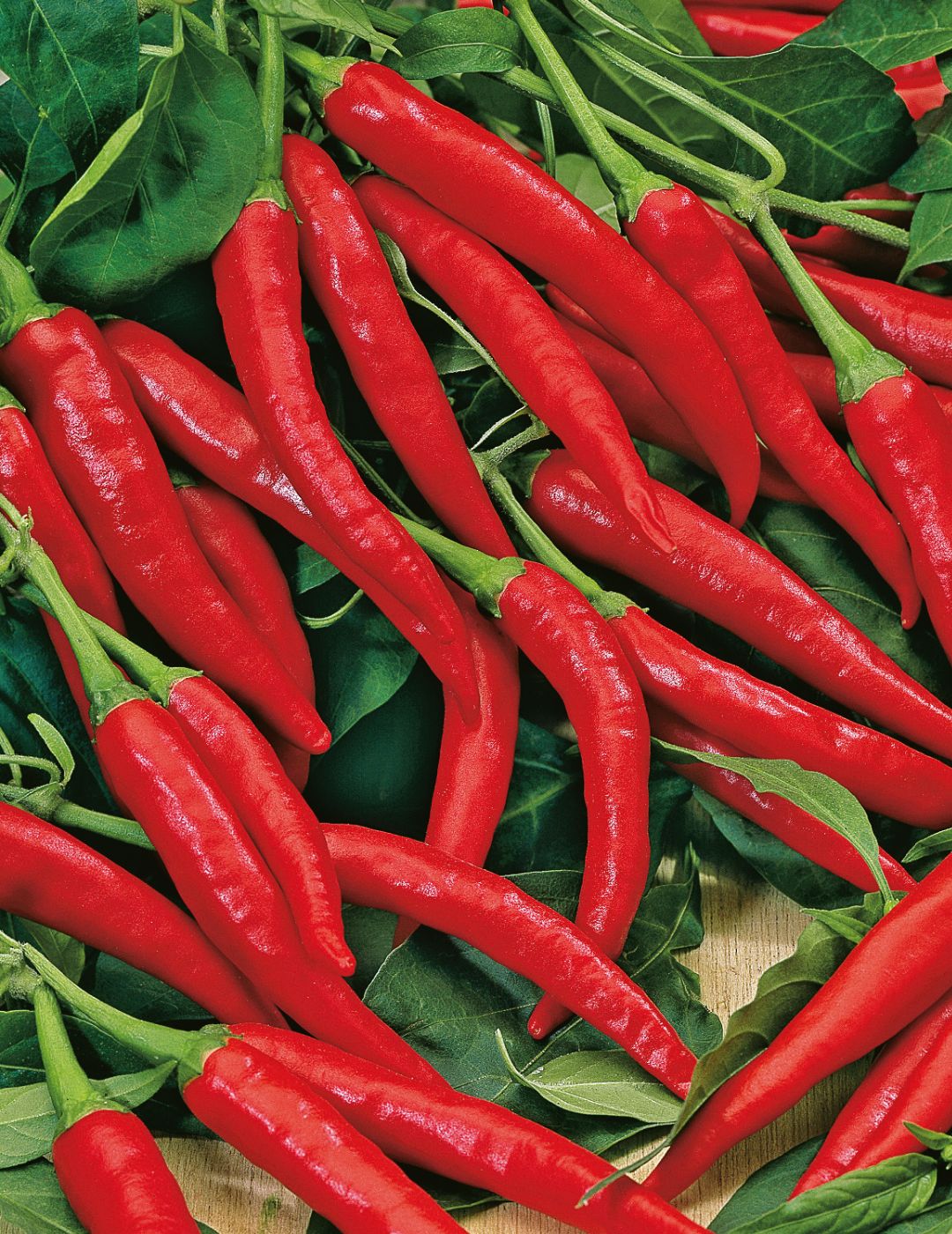 Chilli Pepper Cayenne Hot