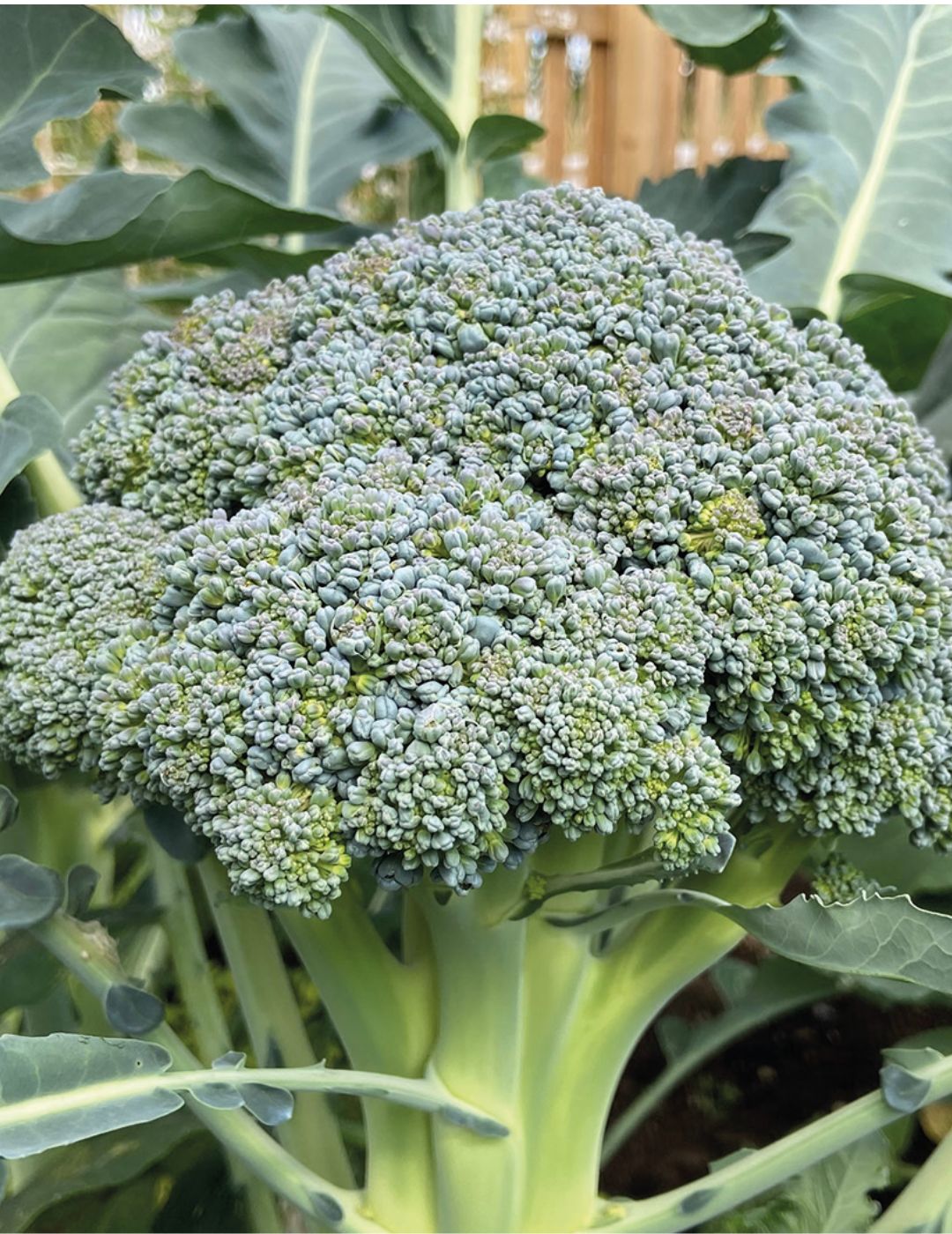 Broccoli Marathon F1 Seeds