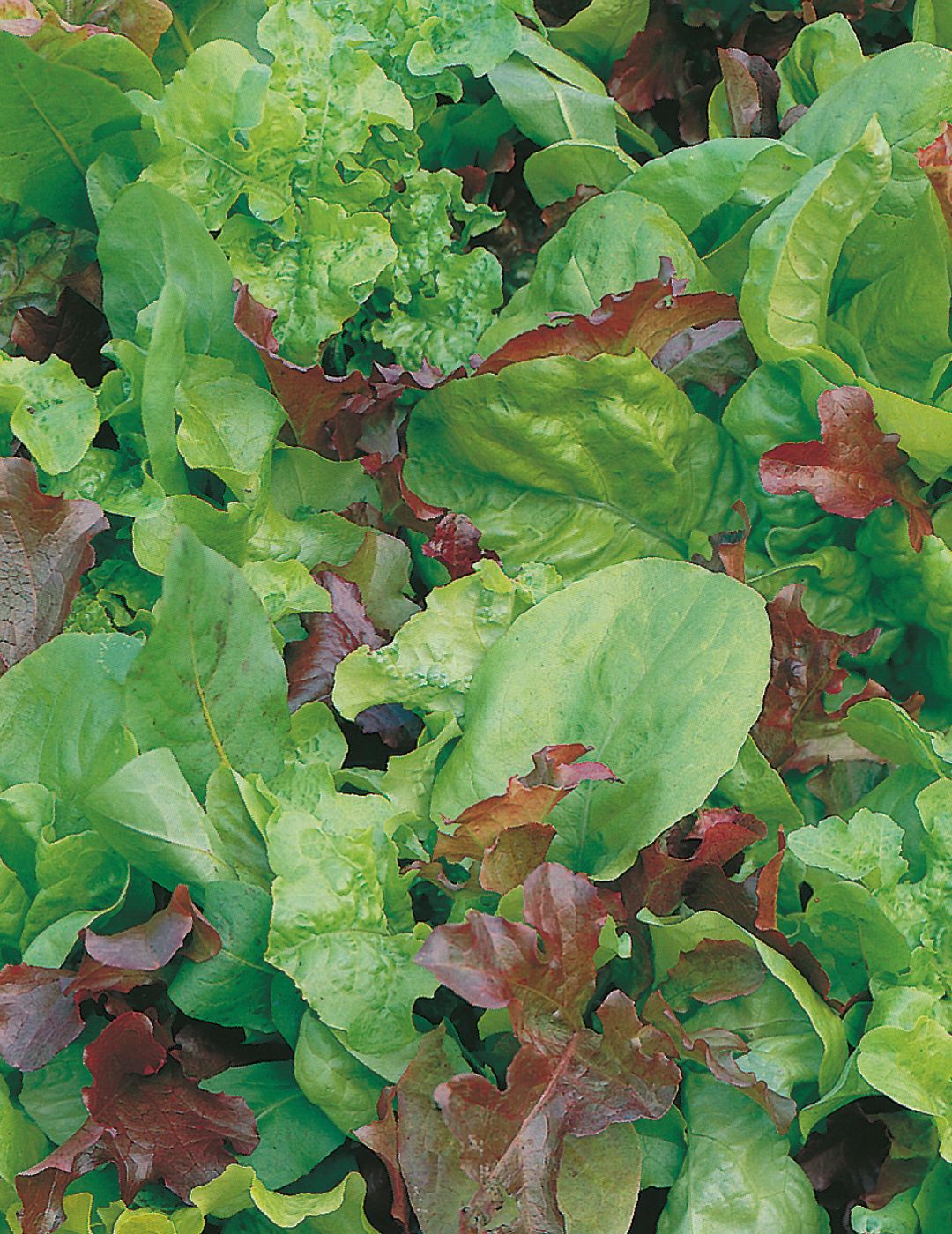 Lettuce Mixed Salad Leaves