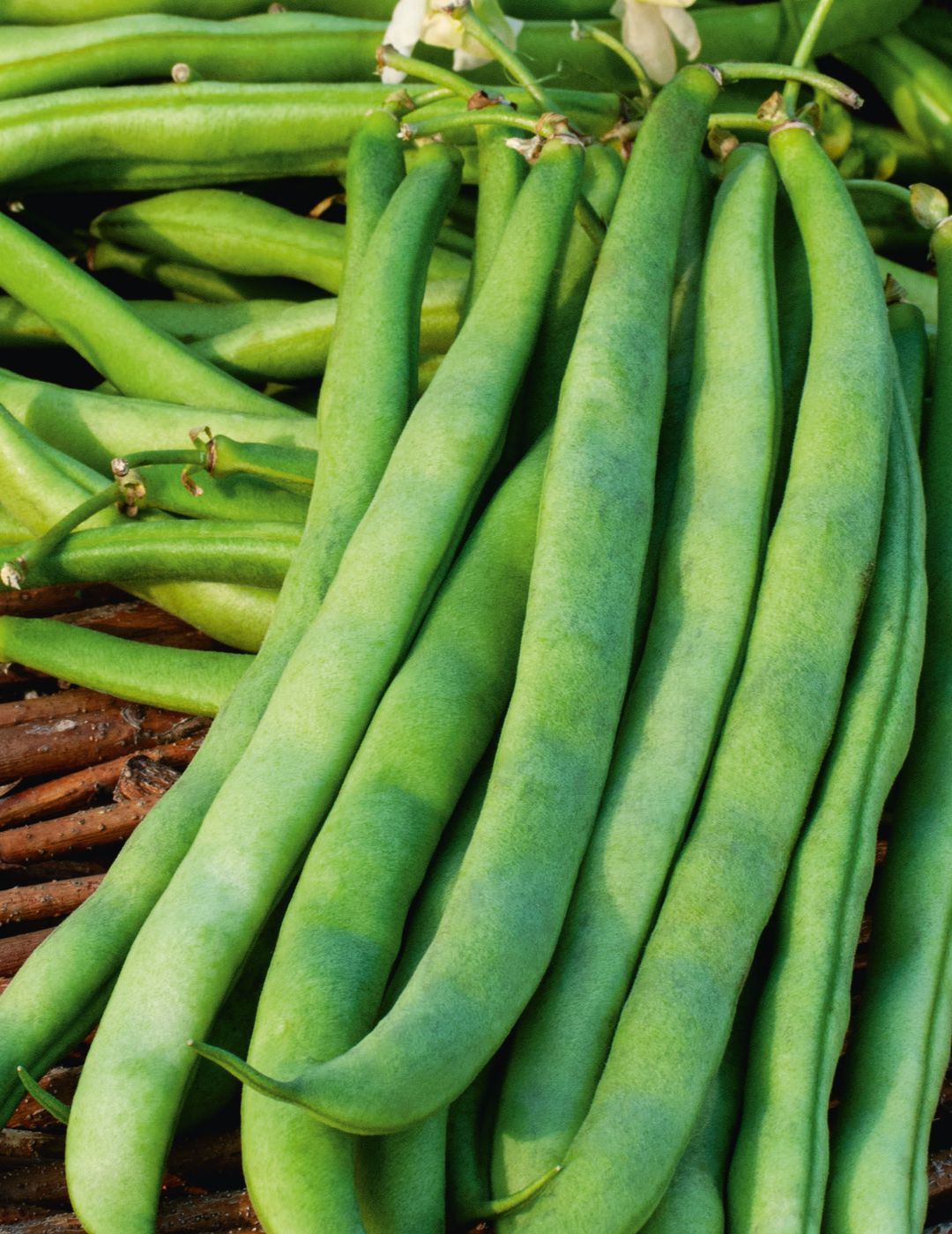 Dwarf Bean Hawkesbury Wonder