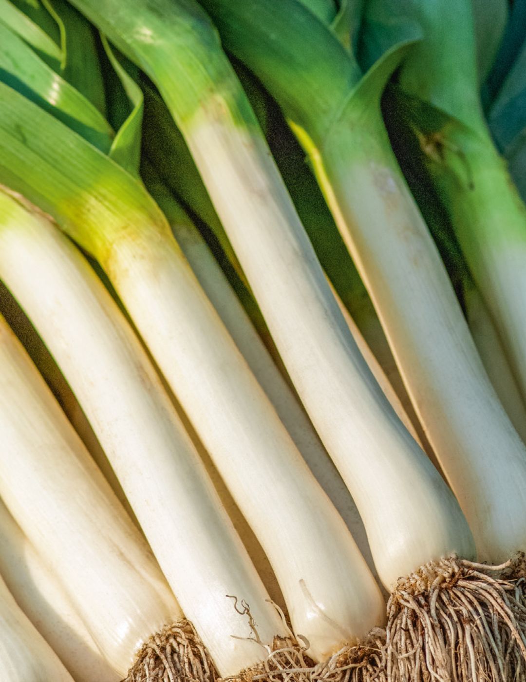 Lyon Prizetaker Leek Seeds