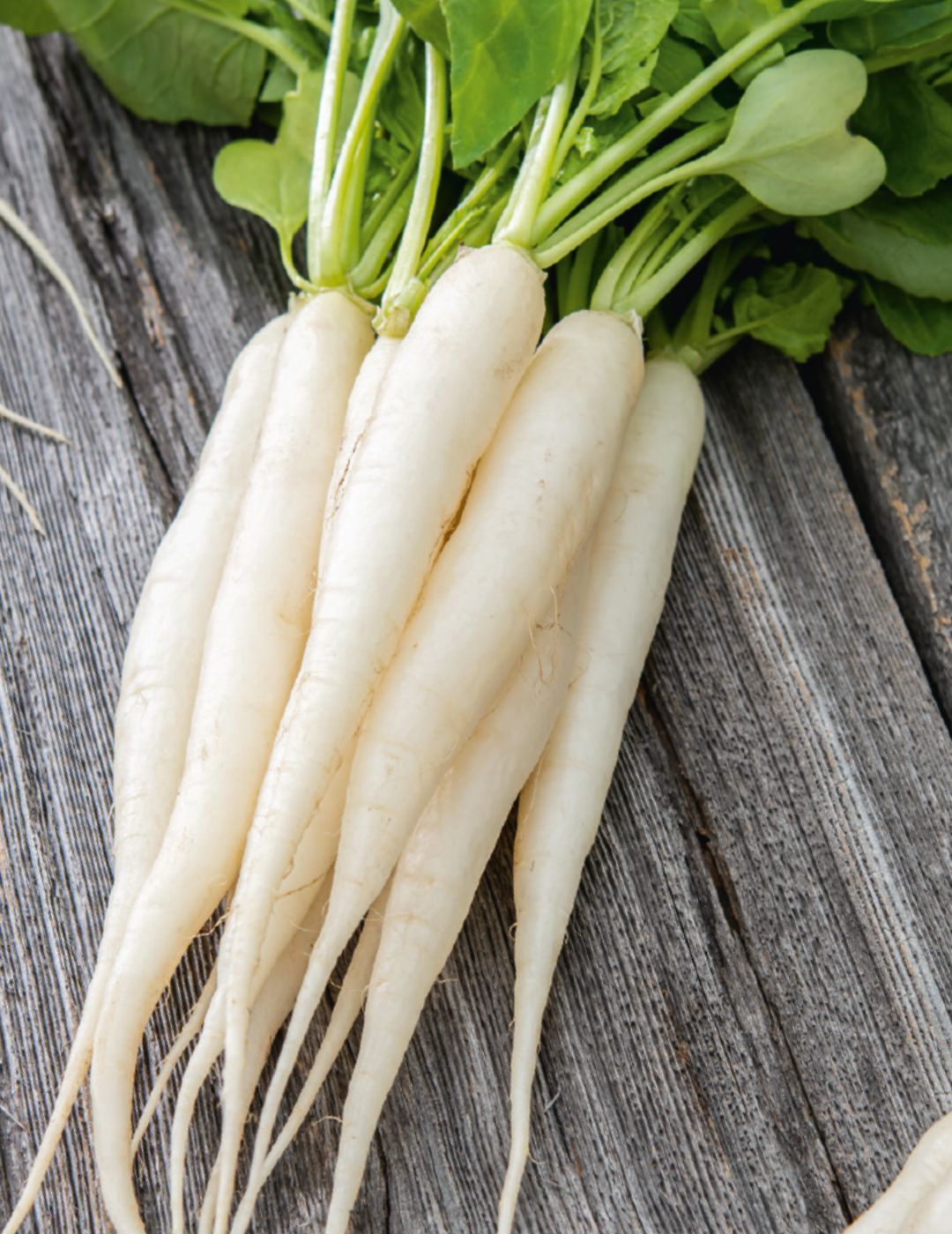 Long White Icicle (White Radish Seeds)