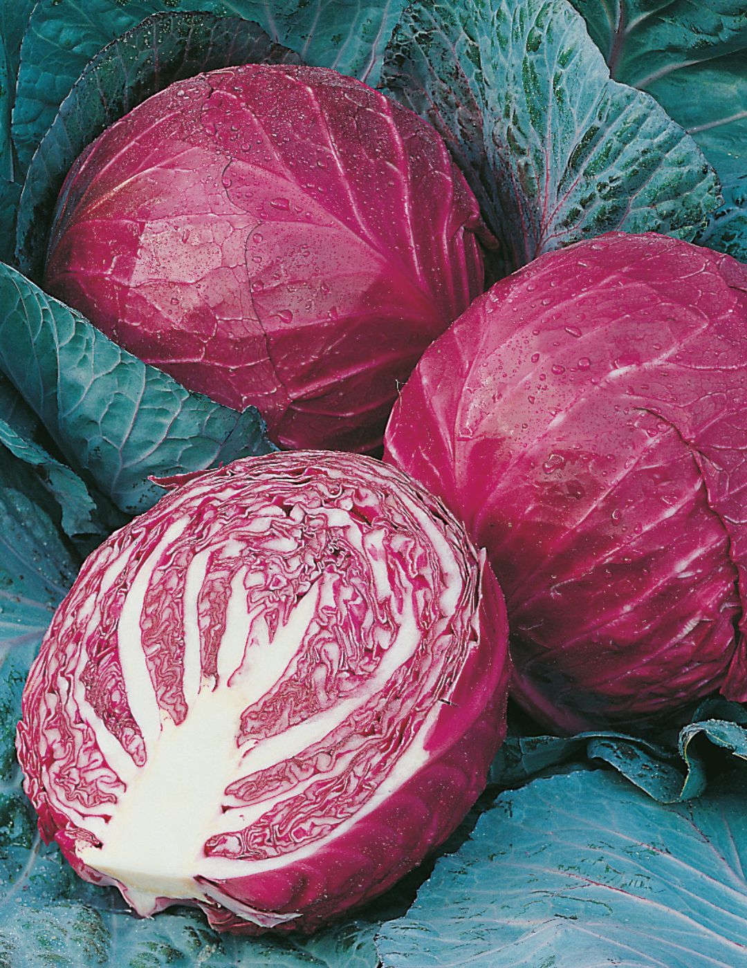 Cabbage Red Ruby Ball F1