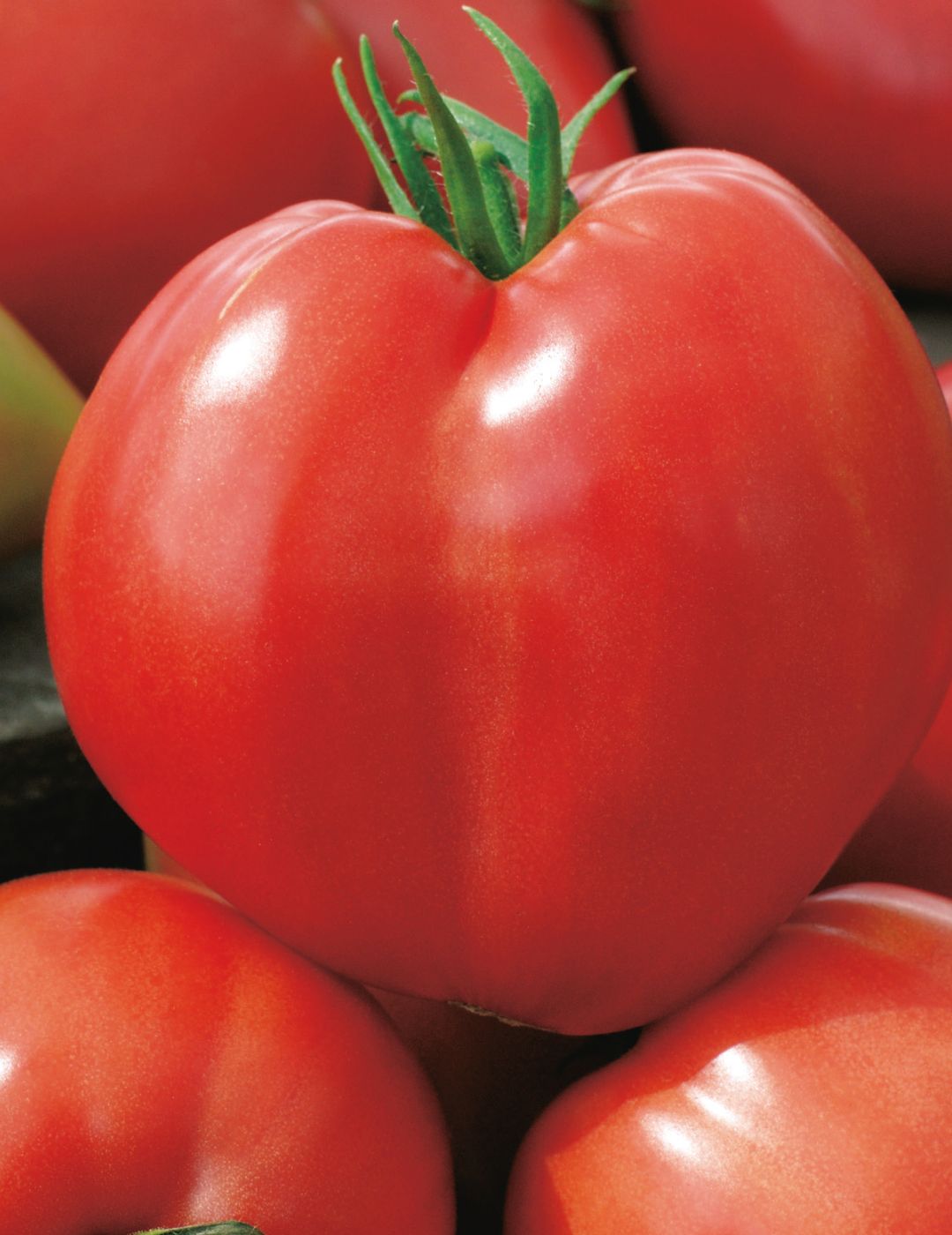 Tomato Oxheart