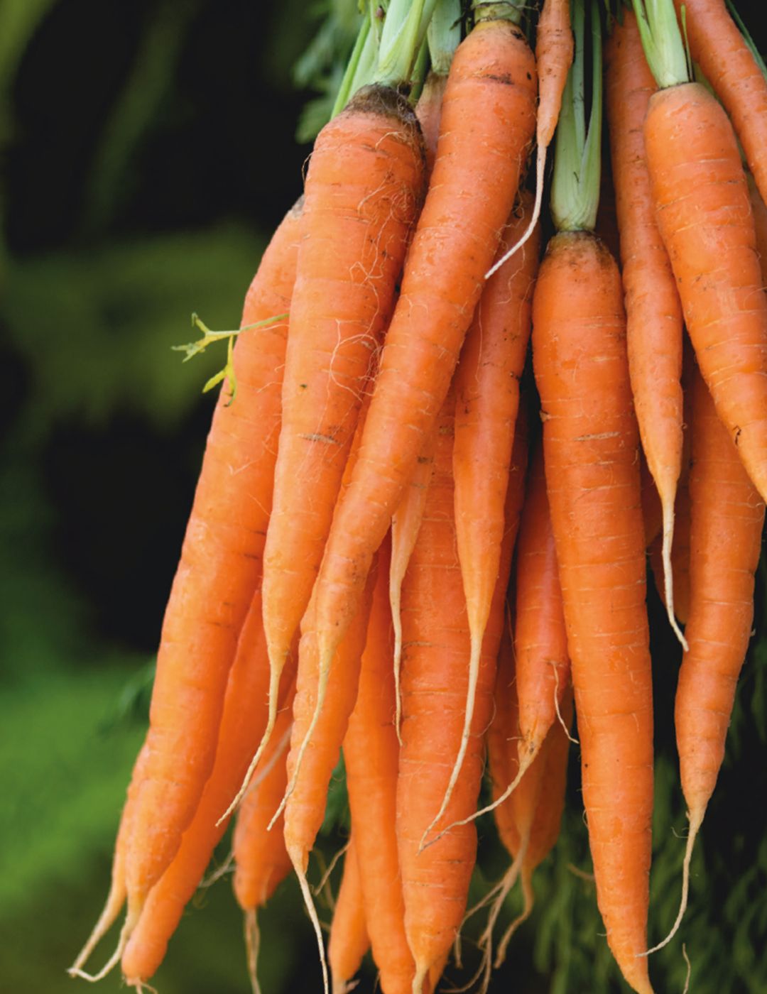 Baby Pak Carrot Seeds