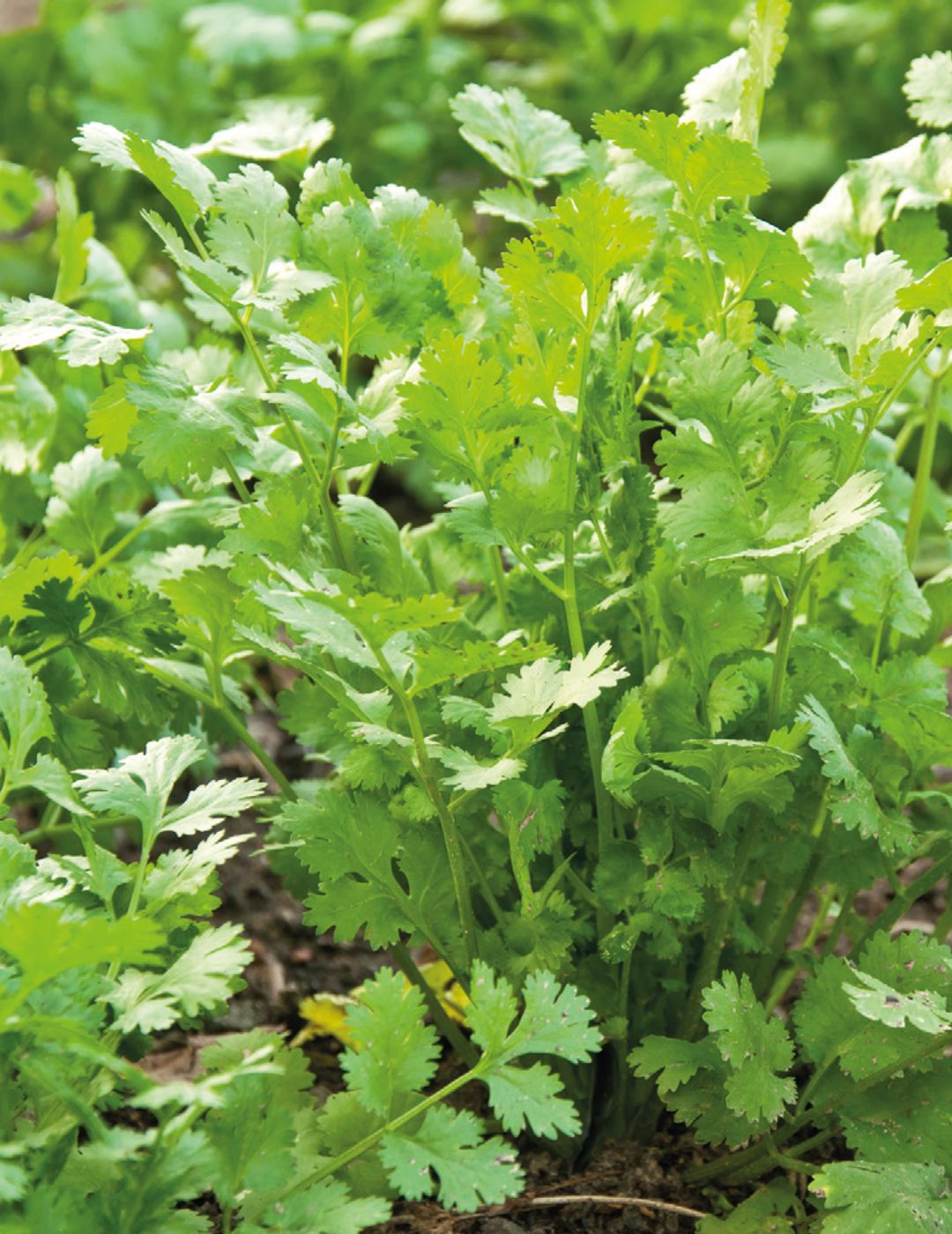 Coriander For Leaf ORGANIC