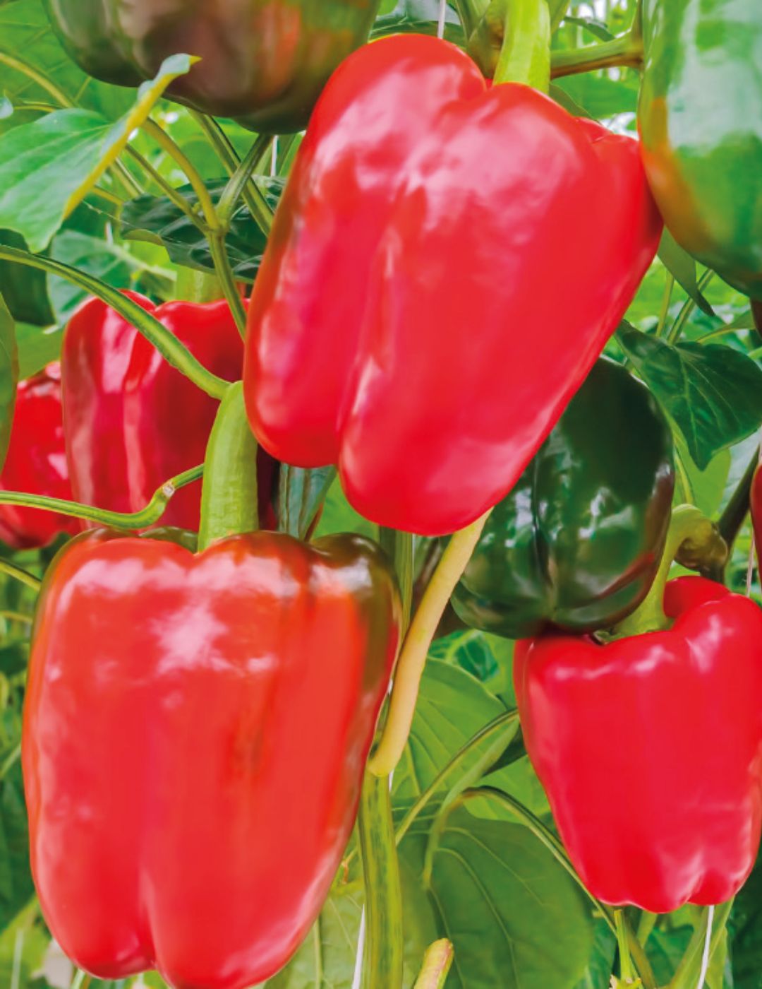 Capsicum Giant Bell