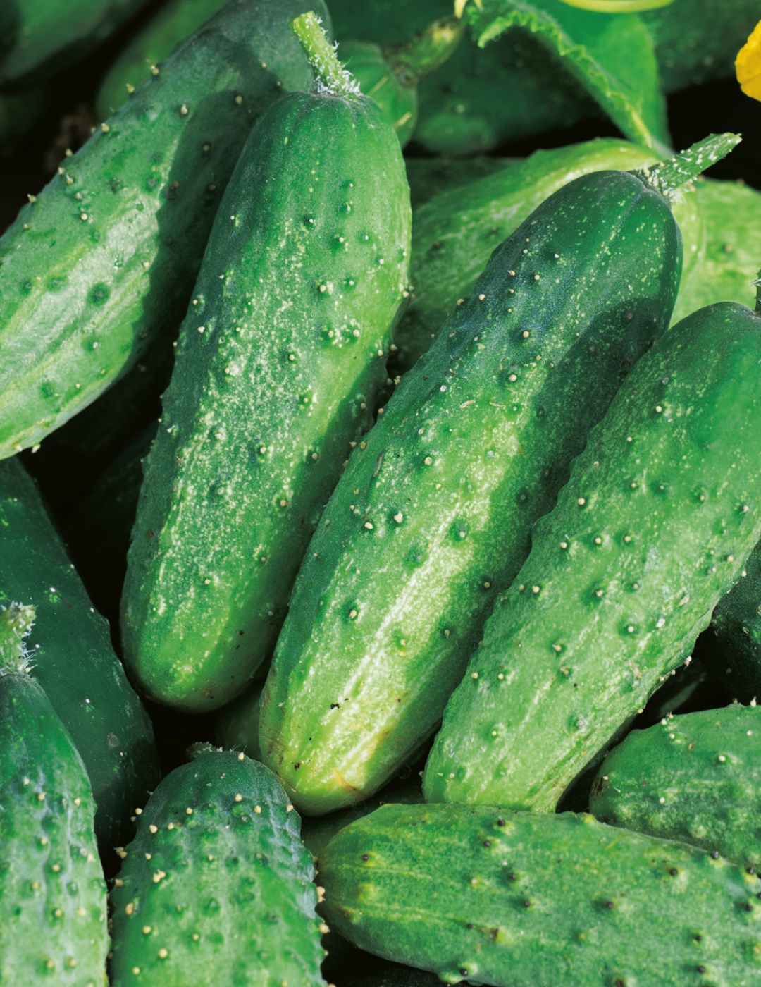 Cucumber Pickling Gherkin Seeds