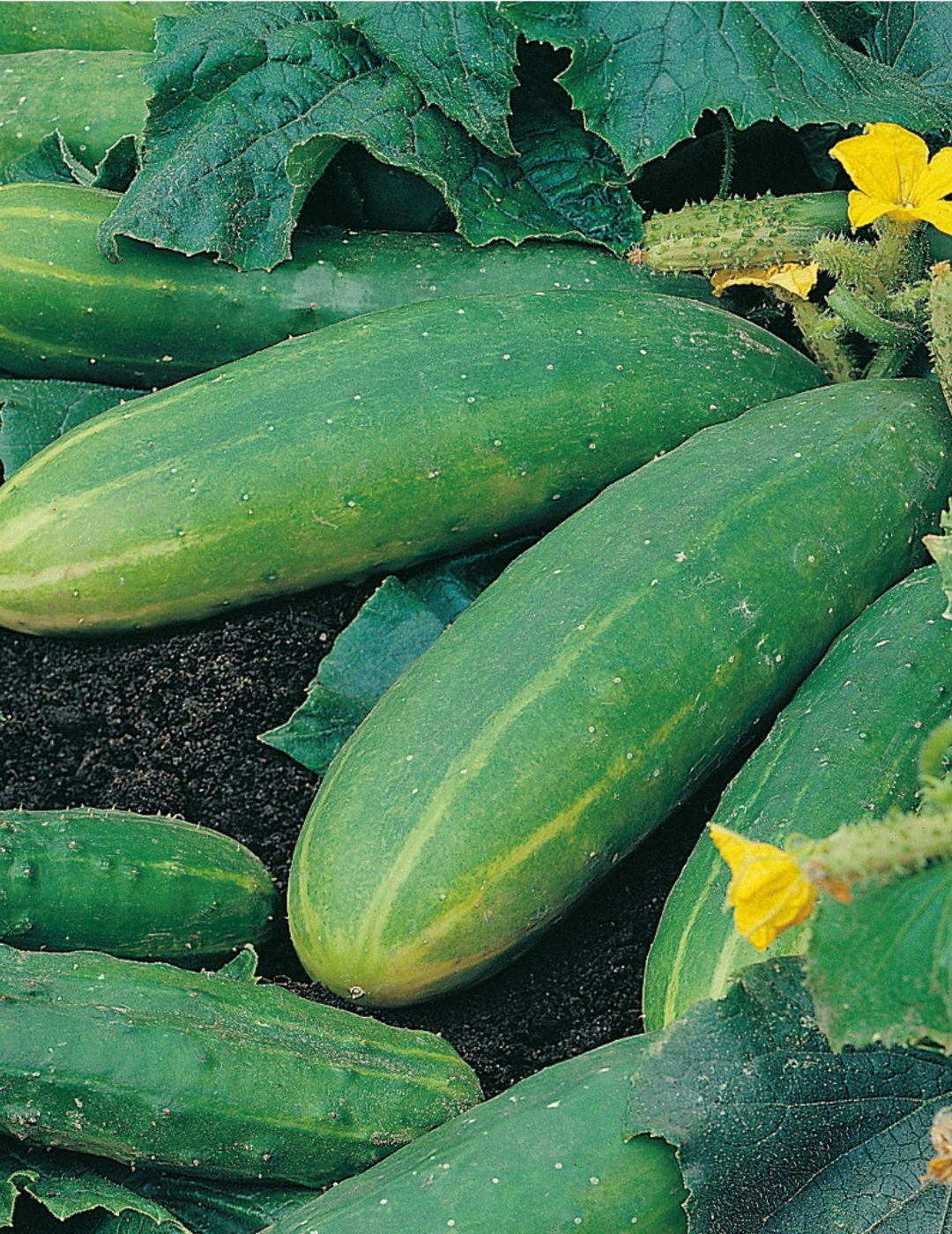 Cucumber Spacemaster Container Garden