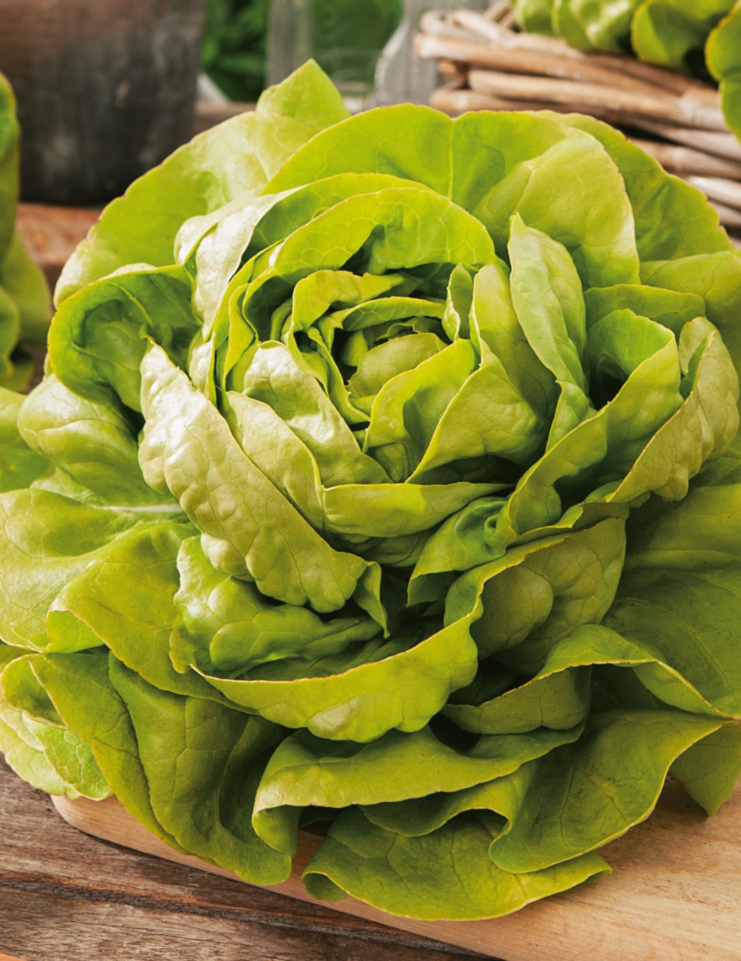 All Year Round Lettuce Seeds