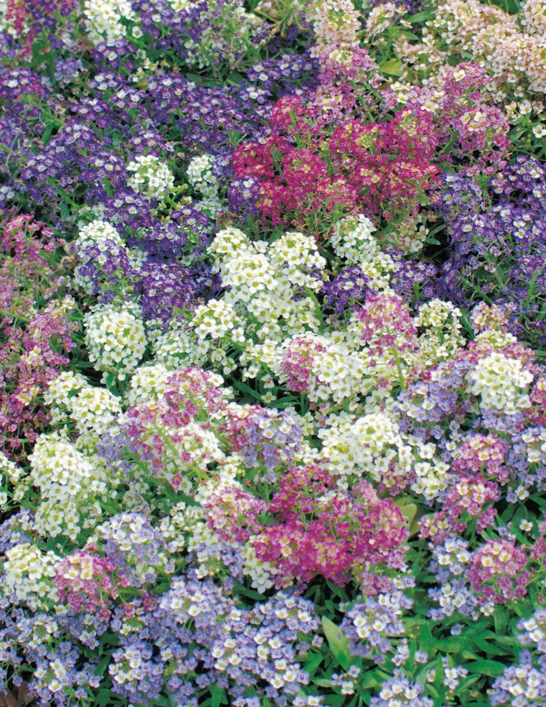 Alyssum Aphrodite