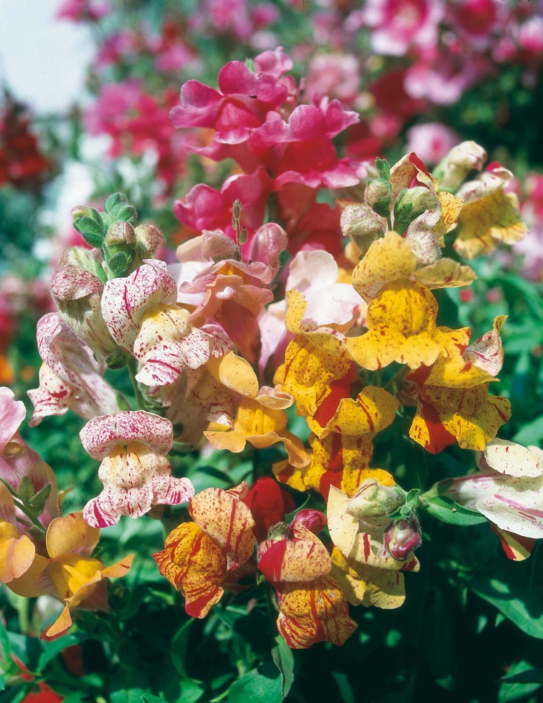 Snapdragon Brighton Rock