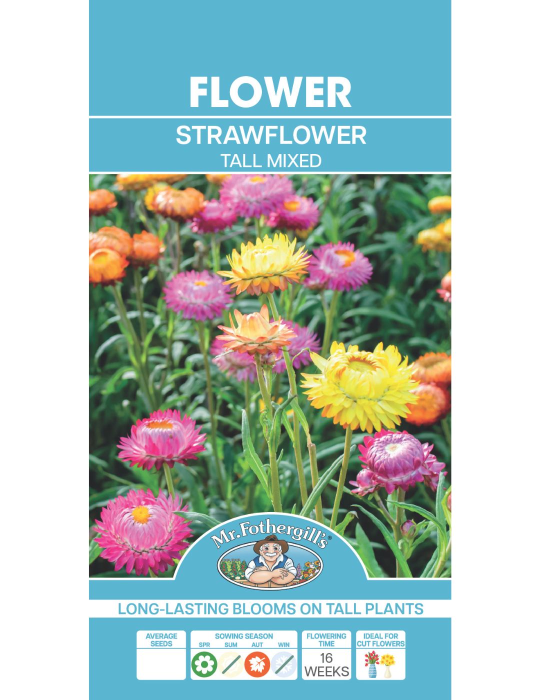 Strawflower (Paper Daisy) Tall Mixed