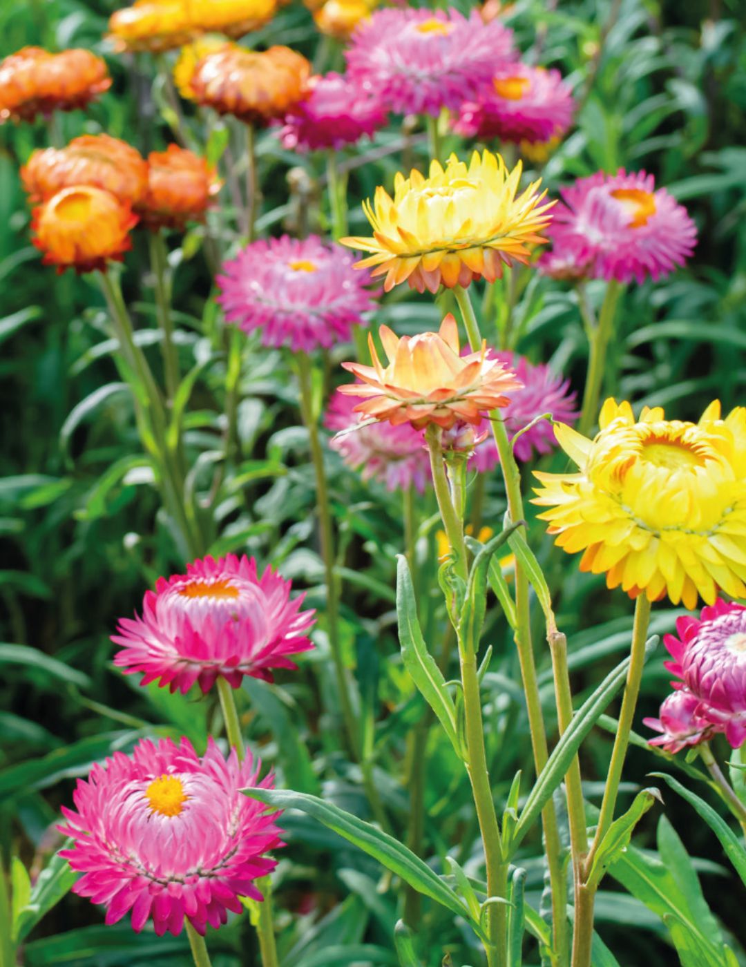 Strawflower (Paper Daisy) Tall Mixed