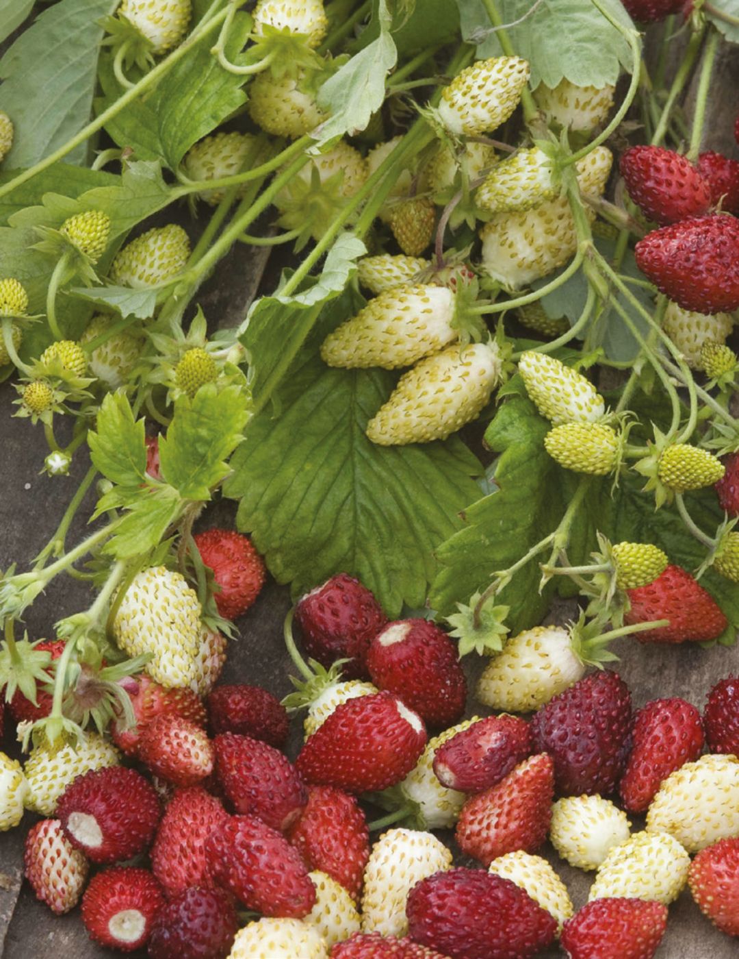 Strawberry Red & White VEGETABLE EXPLORER (Seeds)