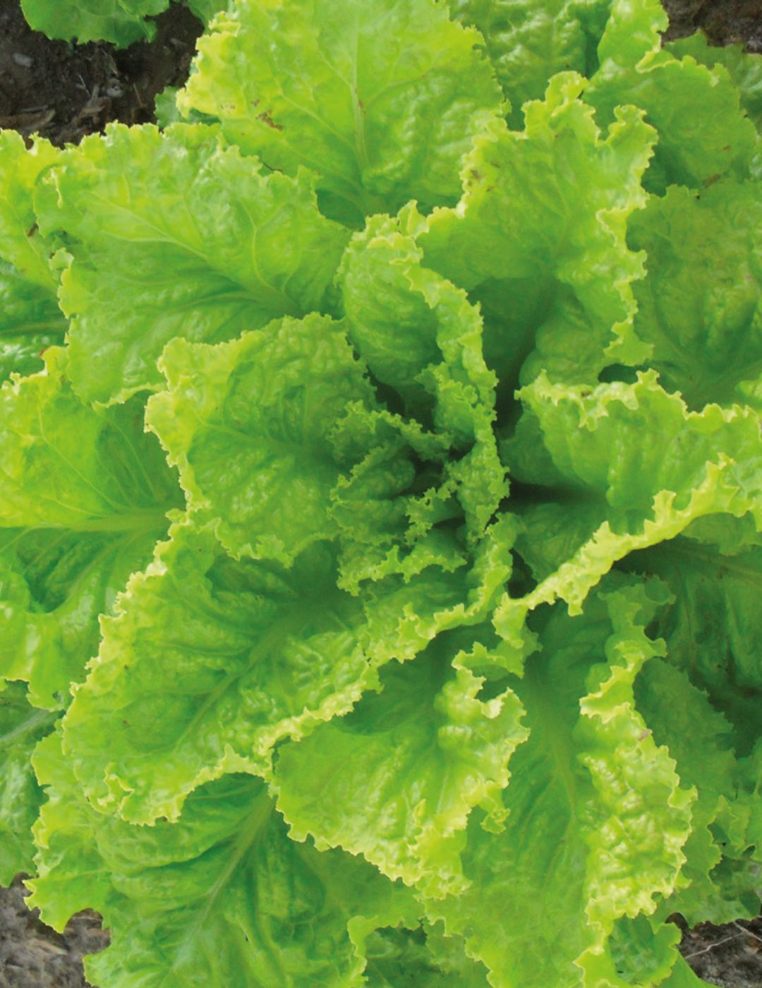 Australian Yellow Leaf Lettuce Heirloom