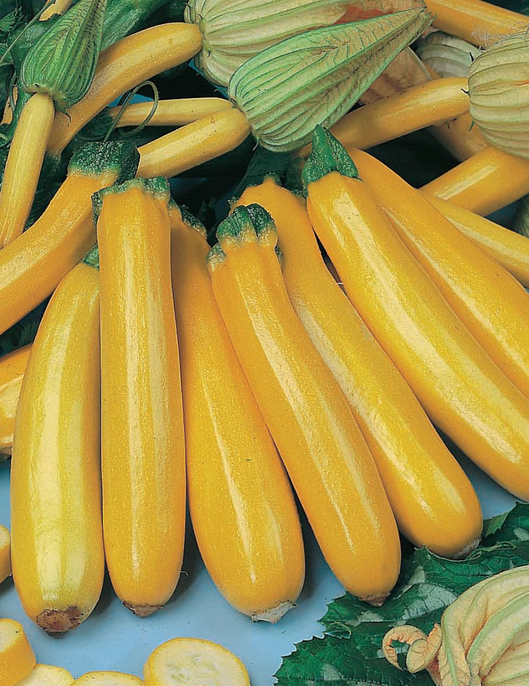 Zucchini Gold Rush F1 Seeds