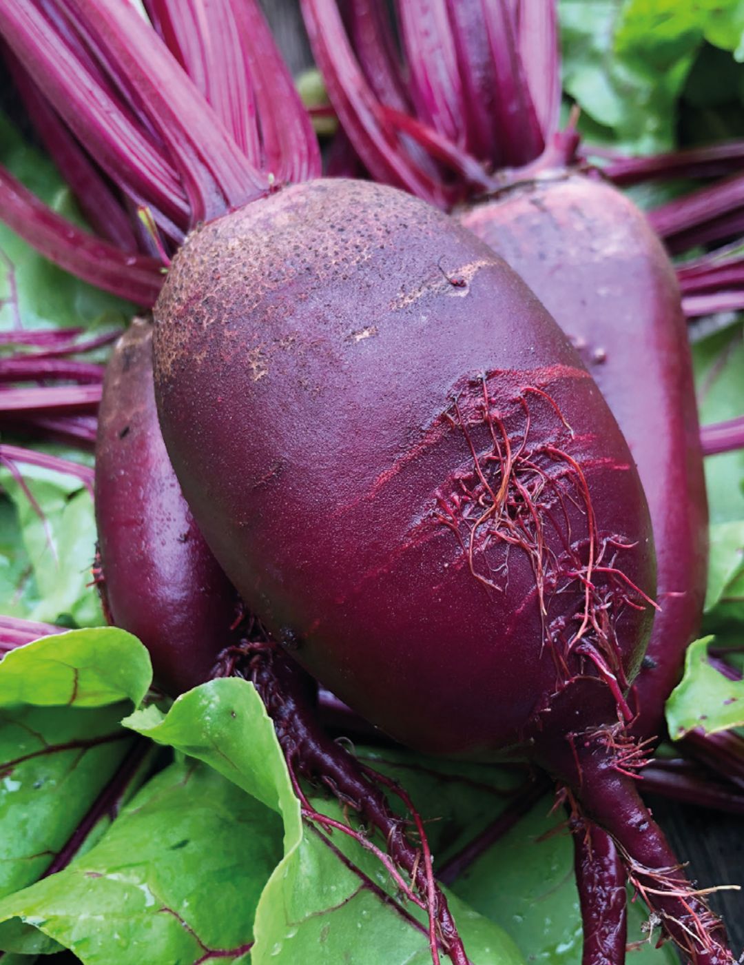 Beetroot Cylindra