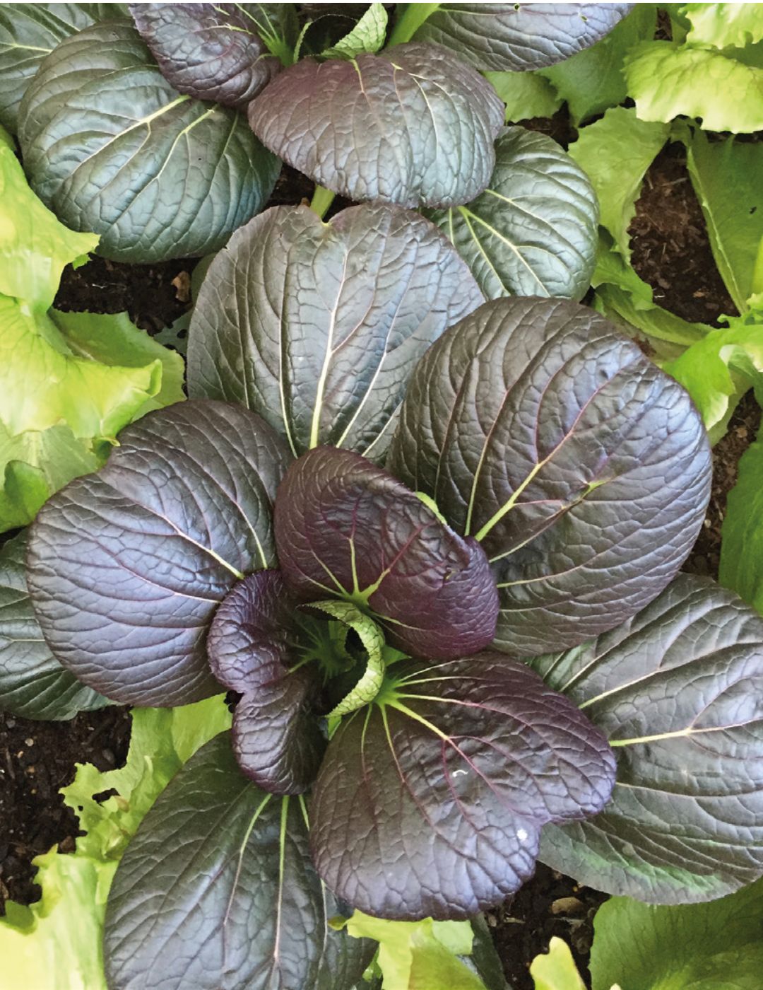 Pak Choi Red Choi F1