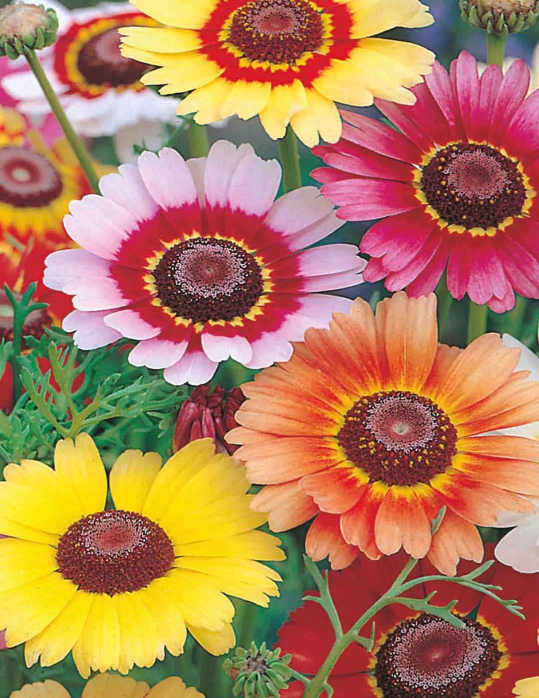 Chrysanthemum Rainbow Mix