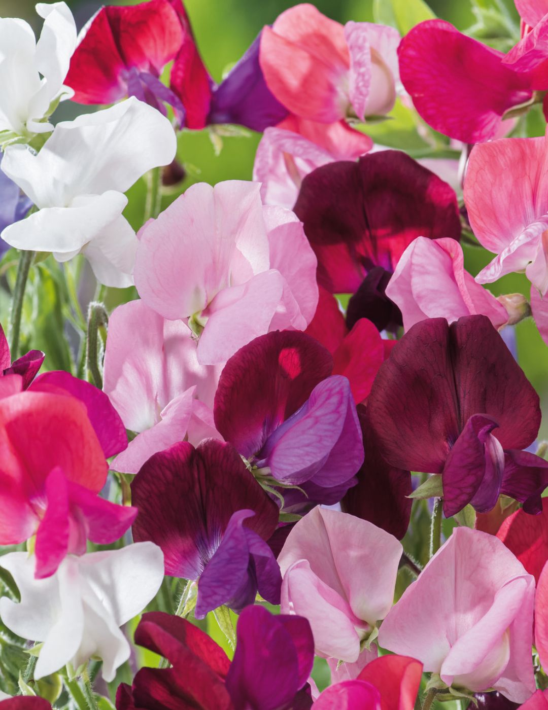 Sweet Pea Perfume Mix