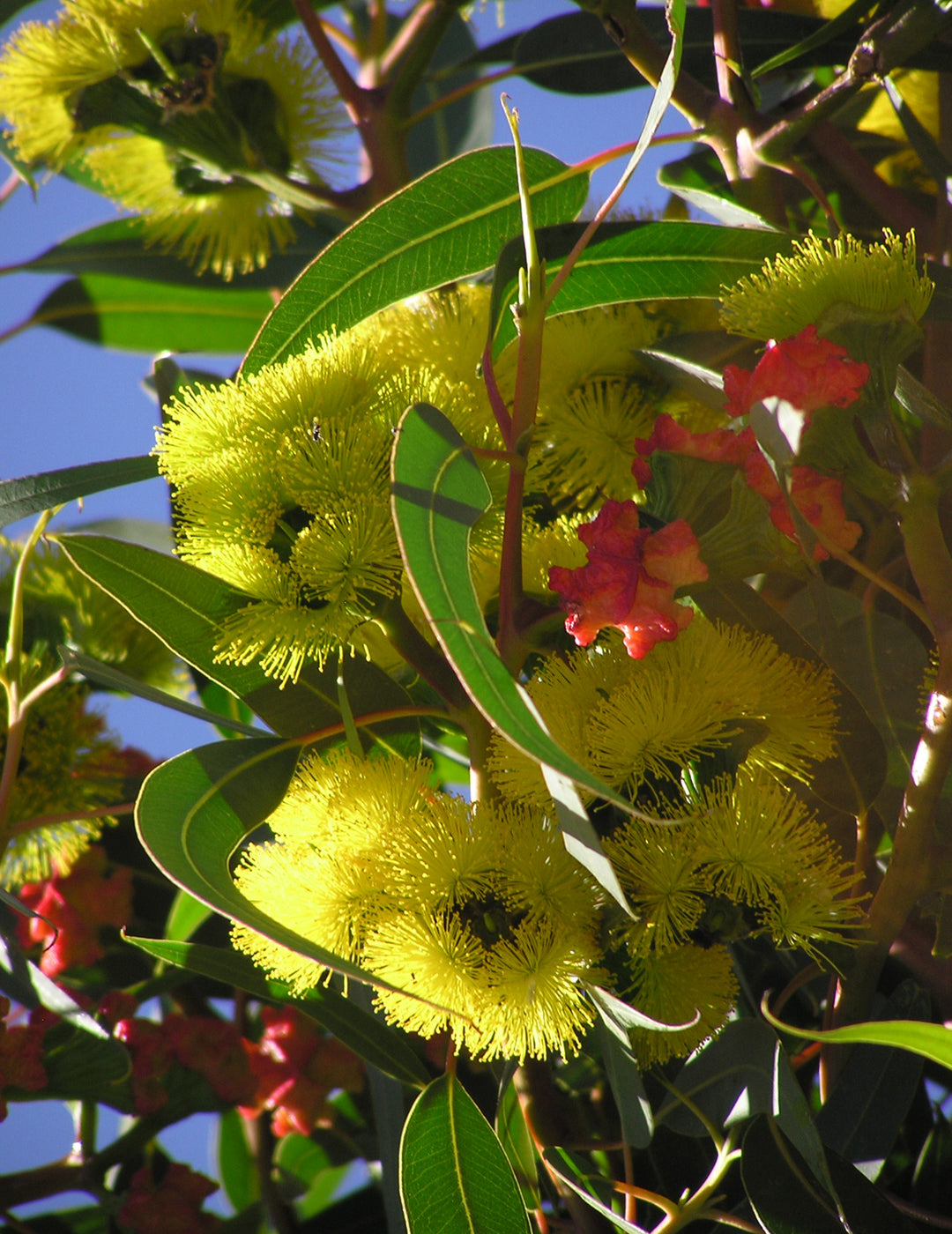 Illyarrie Red Cap Gum WILDFLOWER - NOT AVAILABLE TO WA/TAS/SA