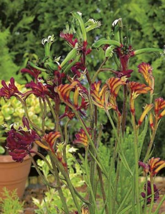 Kangaroo Paw Mixed Colours Wildflower Seeds | Seeds by Mr