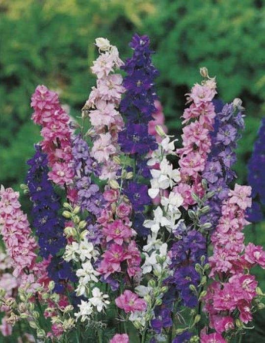 Larkspur Giant Imperial Mixed Larkspur Seeds Flower Seeds By Mr