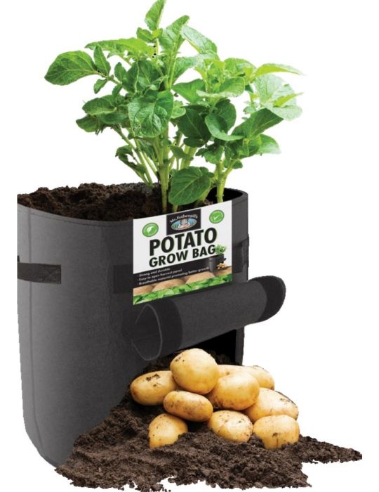 Grow Potatoes in Containers  Bags 8 Best Secrets  A Piece Of Rainbow