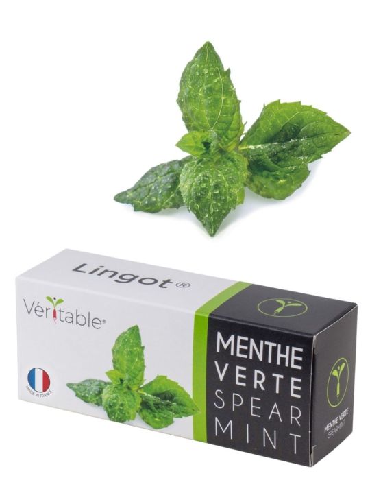 Lingot Menthe verte - VERITABLE - Le Comptoir de France