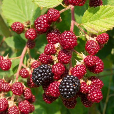 How to grow Berry Canes - Latest Help & Advice